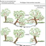 Quelles actions mener pour entretenir une rivière ?